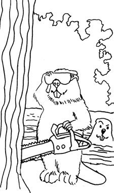 Beavers at work -- October 1999