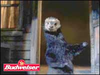 Budweiser Ferret Commercial